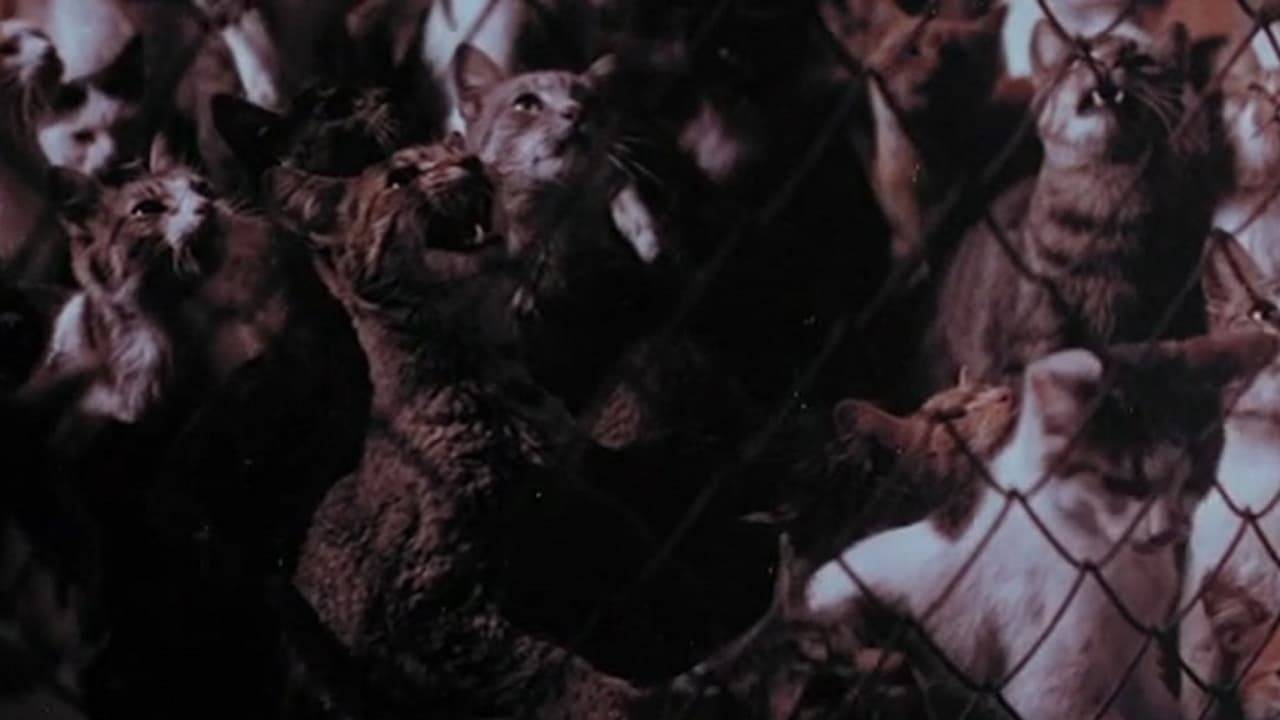 Die Rache der 1000 Katzen hdfilme