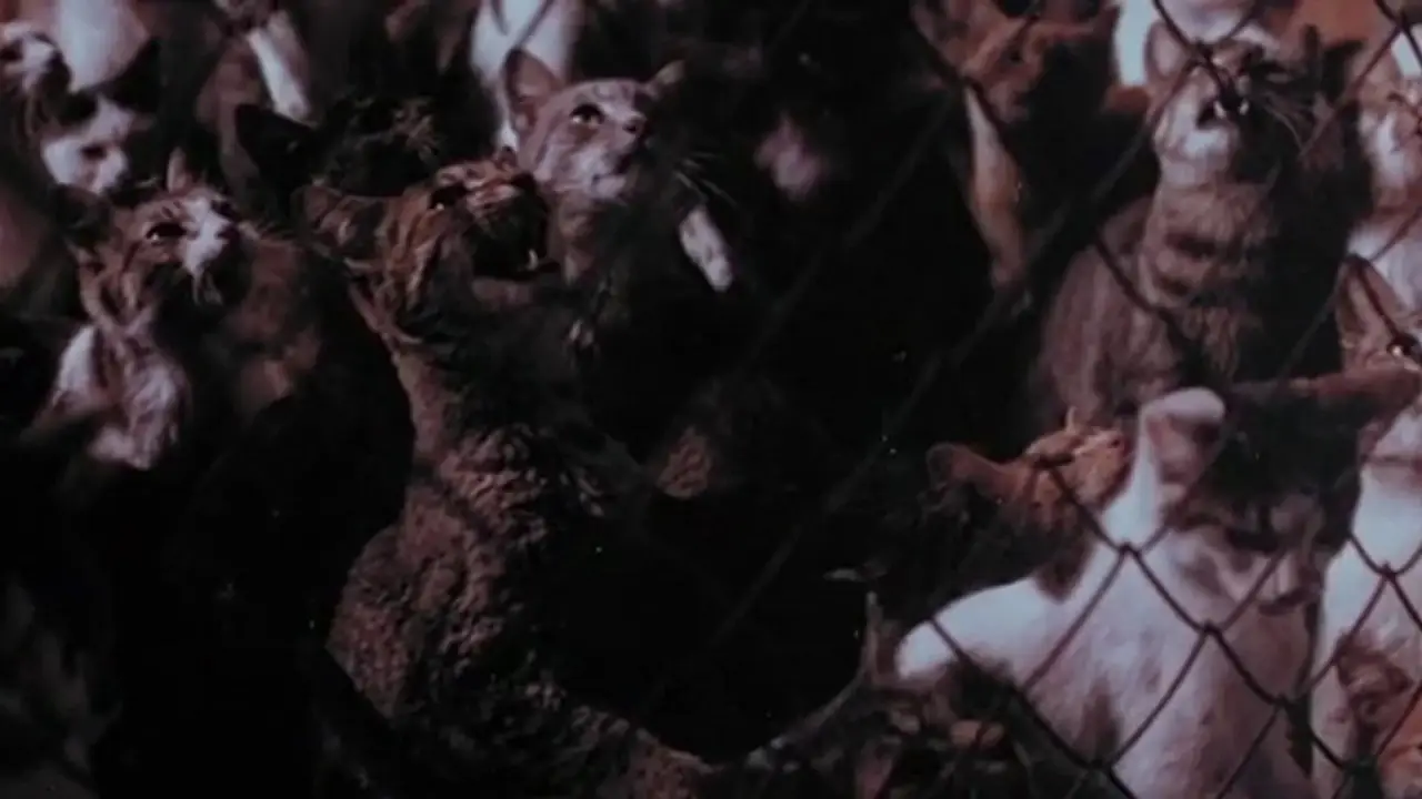 Die Rache der 1000 Katzen hdfilme