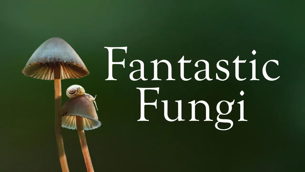 Fantastische Pilze - Die magische Welt zu unseren Fuben hdfilme
