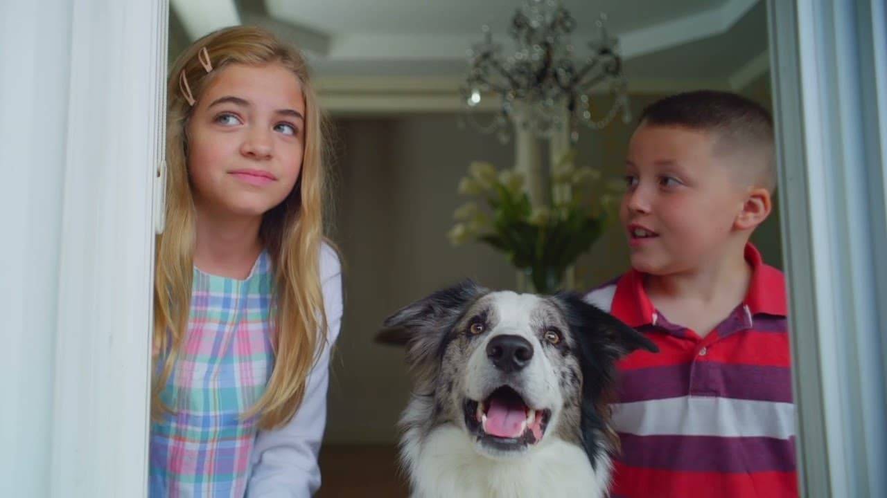 Die Hunde-Gang - Helden auf vier Pfoten hdfilme