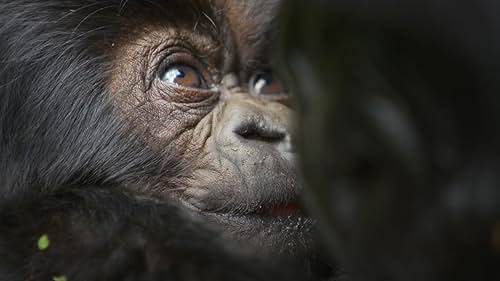 Eine Gorilla-Story erzählt von David Attenborough hdfilme